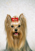 DOG 02 FA0055 01
Head On Shoulder Shot Yorkshire Terrier Sitting On White Seamless Studio