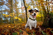 DOG 02 KH0001 01
Jack Russell Terrier Sitting In Woods