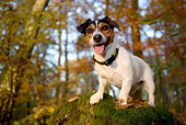 DOG 02 KH0002 01
Jack Russell Terrier Standing On Rock In Woods