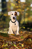 DOG 02 KH0003 01
Jack Russell Terrier Sitting On Log In Woods