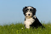 DOG 02 KH0004 01
Tibetan Terrier Sitting In Grass