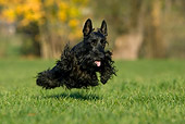 DOG 02 KH0005 01
Black Scottish Terrier Running In Field