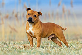 DOG 02 KH0006 01
Staffordshire Bull Terrier Standing In Field