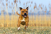 DOG 02 KH0007 01
Staffordshire Bull Terrier Running In Field