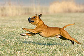 DOG 02 KH0008 01
Staffordshire Bull Terrier Running In Field
