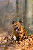 DOG 02 KH0009 01
Staffordshire Bull Terrier Running In Leaves