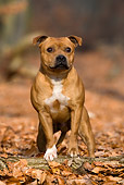DOG 02 KH0010 01
Staffordshire Bull Terrier Sitting On Leaves