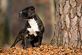 DOG 02 KH0012 01
American Staffordshire Terrier Standing By Tree In Leaves Looking Away