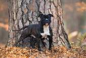 DOG 02 KH0013 01
American Staffordshire Terrier Standing In Front Of Tree In Leaves