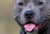 DOG 02 KH0014 01
Gray American Staffordshire Terrier Face Close-Up