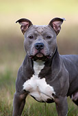 DOG 02 KH0015 01
Gray American Staffordshire Terrier Close-Up