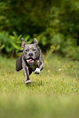 DOG 02 KH0016 01
Gray American Staffordshire Terrier Running In Field