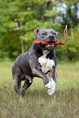 DOG 02 KH0017 01
Gray American Staffordshire Terrier Running In Field Carrying Toy