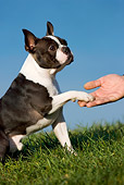 DOG 02 KH0019 01
Boston Terrier Sitting On Grass Shaking Hand