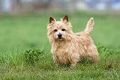 DOG 02 KH0021 01
Norwhich Terrier Standing In Field