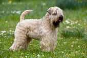 DOG 02 KH0022 01
Soft Coated Wheaten Terrier Standing In Field