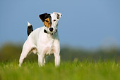 DOG 02 KH0023 01
Parson Russell Terrier Standing In Grass