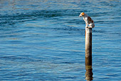 DOG 02 KH0024 01
Parson Russell Terrier Sitting On Post In Ocean