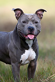 DOG 02 KH0025 01
Gray American Staffordshire Terrier Standing In Field Close-Up