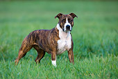 DOG 02 KH0026 01
Brindle American Staffordshire Terrier Standing In Grass