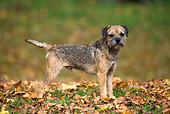 DOG 02 KH0027 01
Border Terrier Standing In Leaves On Grass