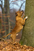 DOG 02 KH0029 01
Staffordshire Bull Terrier Leaning On Tree Trunk