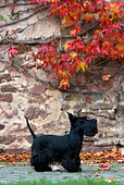 DOG 02 KH0030 01
Scottish Terrier Standing By Stone Wall And Tree