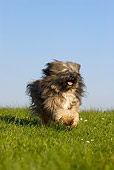 DOG 02 KH0031 01
Tibetan Terrier Running In Field