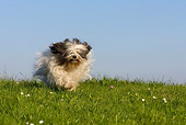 DOG 02 KH0032 01
Tibetan Terrier Running In Field