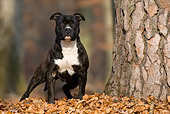DOG 02 KH0033 01
American Staffordshire Terrier Standing In Leaves By Tree In Woods