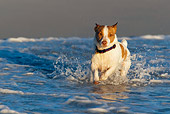 DOG 02 KH0036 01
Jack Russell Terrier Running In Surf On Beach
