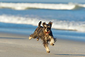 DOG 02 KH0039 01
Miniature Schnauzer Running On Beach