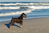 DOG 02 KH0041 01
Miniature Schnauzer Standing On Beach Profile