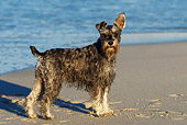DOG 02 KH0042 01
Miniature Schnauzer Standing On Beach