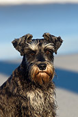 DOG 02 KH0043 01
Miniature Schnauzer Sitting On Beach Shoulder Shot