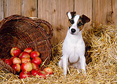 DOG 02 KH0044 01
Jack Russel Terrier Sitting In Straw By Basket Of Apples