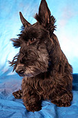 DOG 02 MQ0001 01
Portrait Of Scottish Terrier