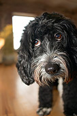 DOG 02 MQ0002 01
Head Shot Of Tibetan Terrier