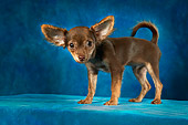 DOG 02 MQ0006 01
Portrait Of Chihuahua Standing Blue Background