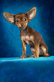 DOG 02 MQ0009 01
Portrait Of Chihuahua Sitting Blue Background