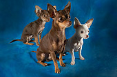 DOG 02 MQ0010 01
Group Shot Of Chihuahua Dogs Sitting Blue Background