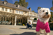 DOG 02 MQ0018 01
Two West Highland Terrier Dogs In Sweaters On Pavement