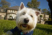 DOG 02 MQ0019 01
Head Shot Of West Highland White Terrier On Grass
