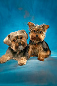 DOG 02 MQ0021 01
Two Yorkshire Terrier Dogs Laying Together Blue Background