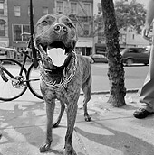 DOG 02 MQ0023 01
American Pit Bull Terrier On Leash Standing On Pavement Manhattan New York