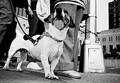 DOG 02 MQ0024 01
Jack Russell Terrier On Leash Manhattan New York