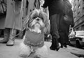 DOG 02 MQ0027 01
Tibetan Terrier On Leash Wearing Sweater Manhattan New York