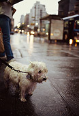 DOG 02 MQ0029 01
West Highland White Terrier On Leash On Wet Sidewalk Manhattan New York