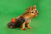DOG 02 MQ0036 01
Humorous Yorkshire Terrier Wearing Sunglasses And Swimsuit Wind Green Background