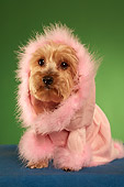 DOG 02 MQ0037 01
Humorous Yorkshire Terrier Wearing Pink Hooded Sweater On Green Background